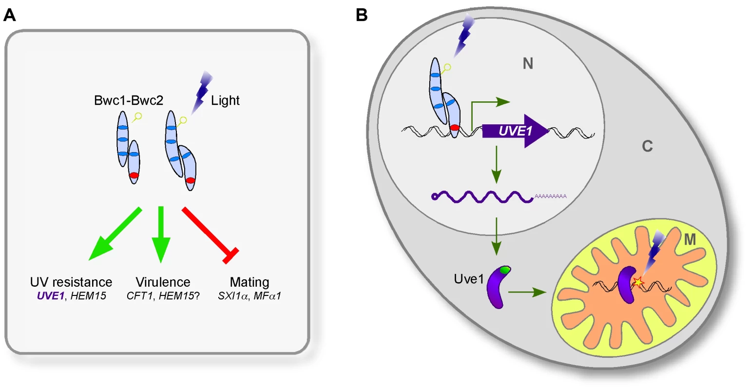 The involvement of Uve1 in the photosensory response of <i>C. neoformans</i>.