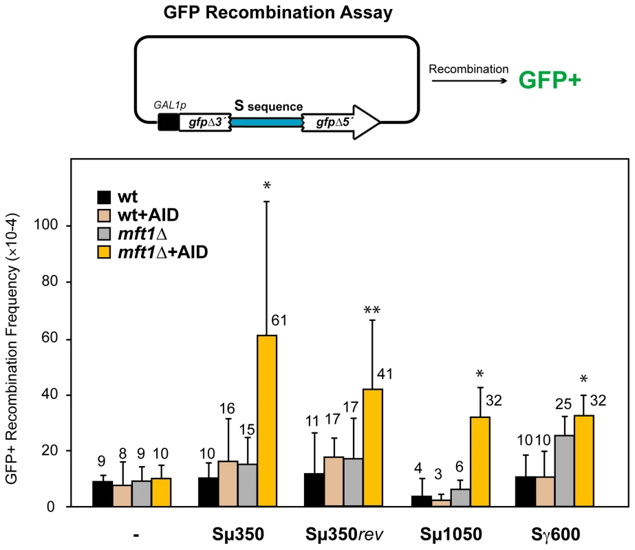 AID–induced recombinogenic effect of different murine S sequences in wild-type and THO mutants.