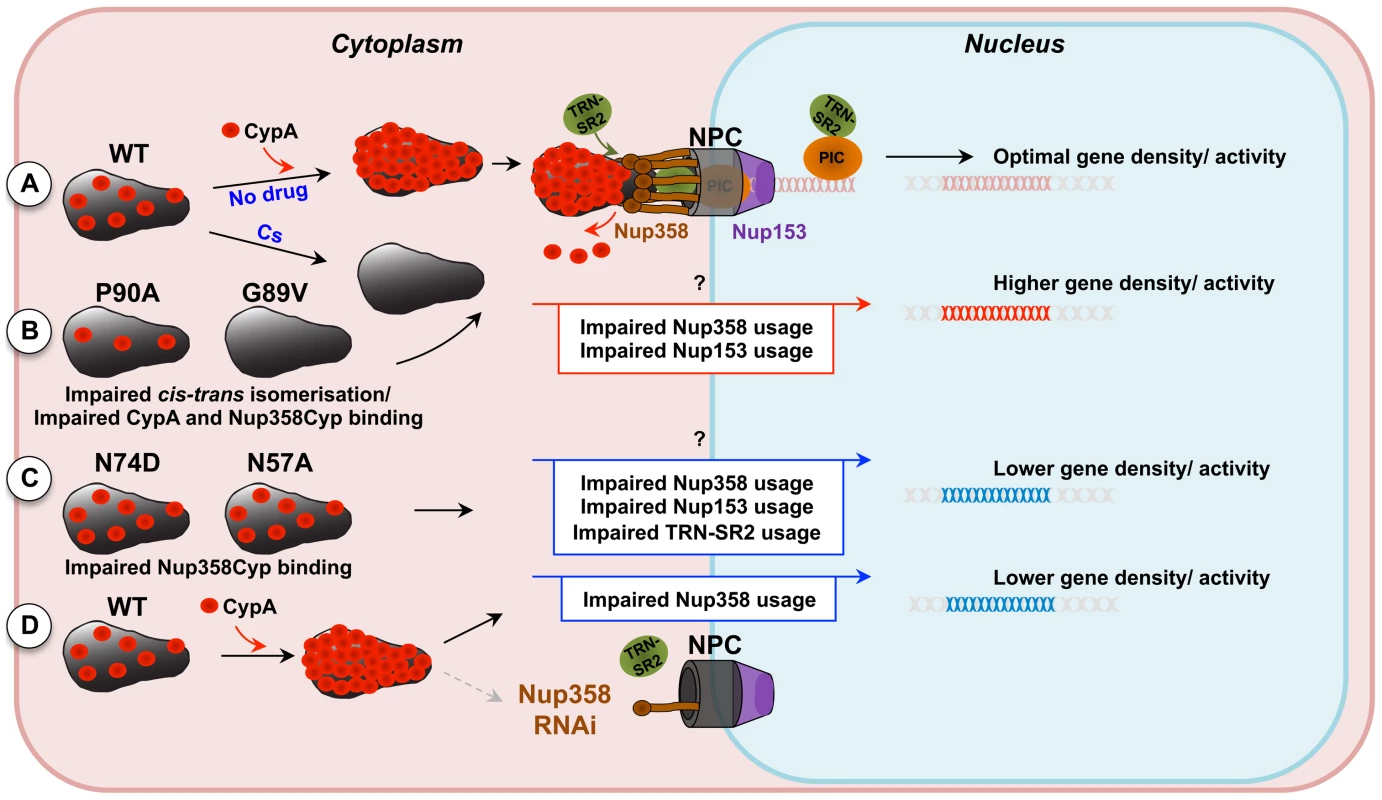 Model for CypA-dependent/-independent HIV-1 nuclear entry pathways.