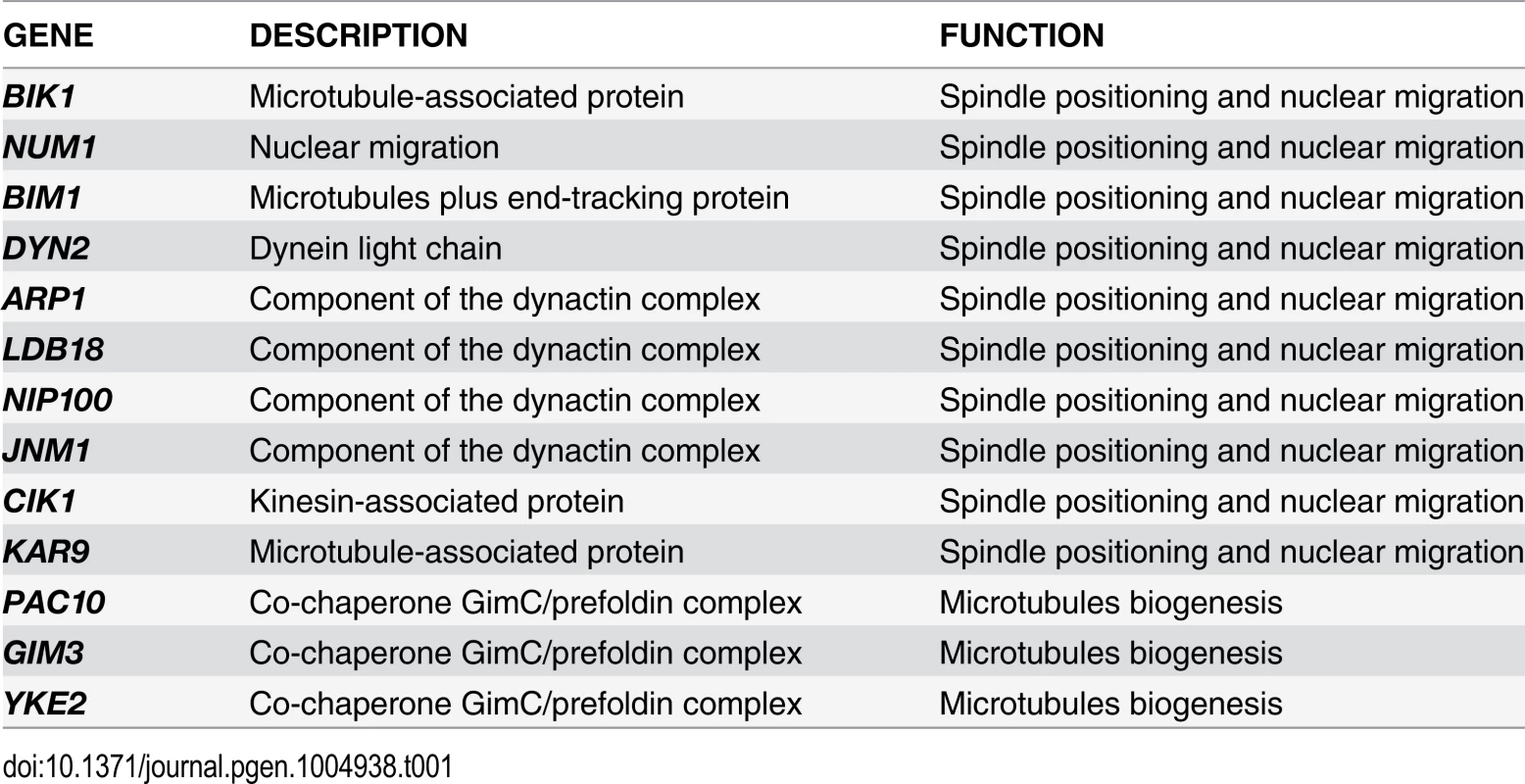 List of non-essential genes implicated in microtubules dynamics or spindle positioning identified in the SGA screen with <i>TEM1-Q79L</i>.