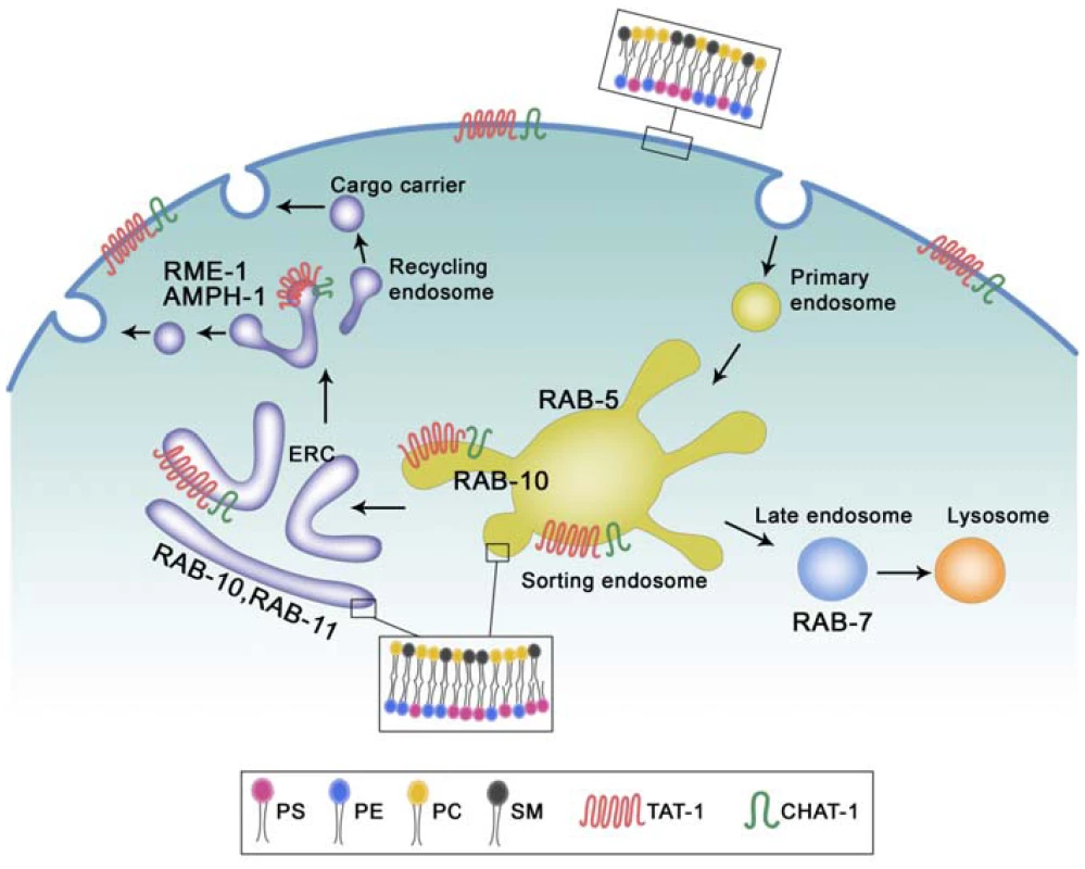 Proposed functions of TAT-1/CHAT-1 in endocytic sorting and recycling.
