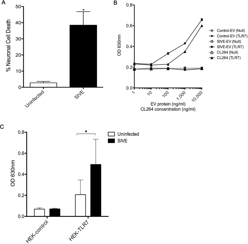 EVs from SIVE brains can elicit neurotoxicity and can activate TLR7 pathway.