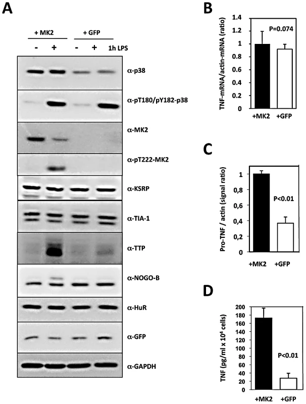 Translational regulation of TNF reconstituted by macrophage cell lines.