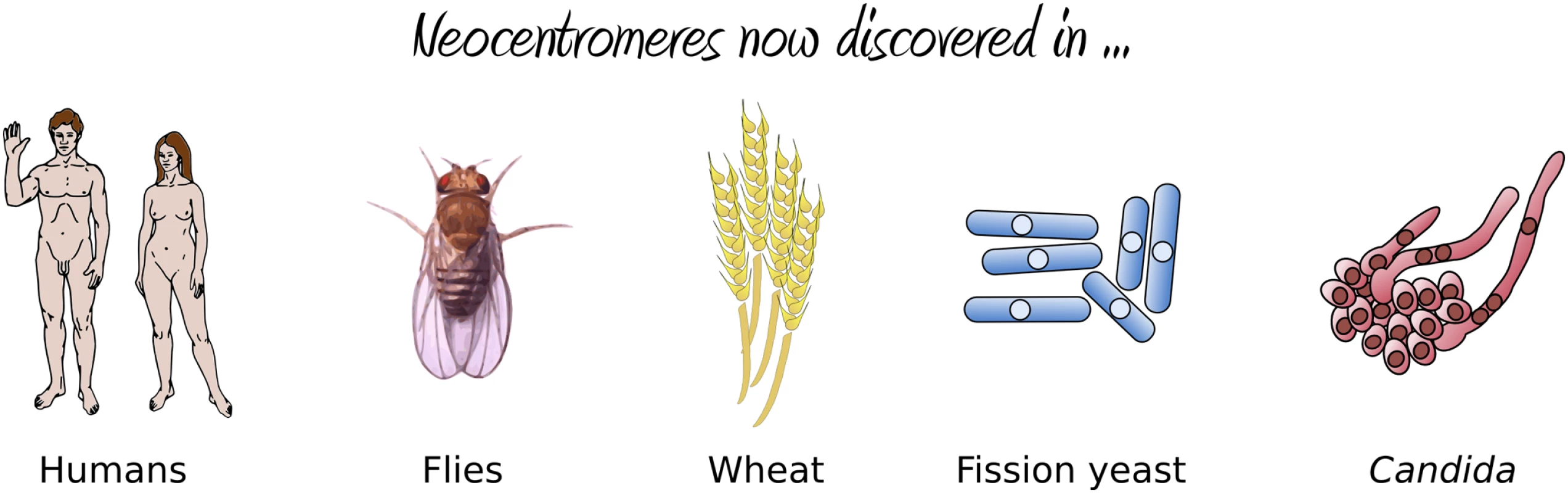 Organisms in which neocentromere formation has been reported.
