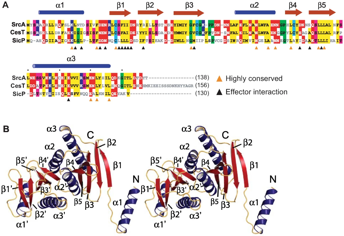 Structural characterization of SrcA.