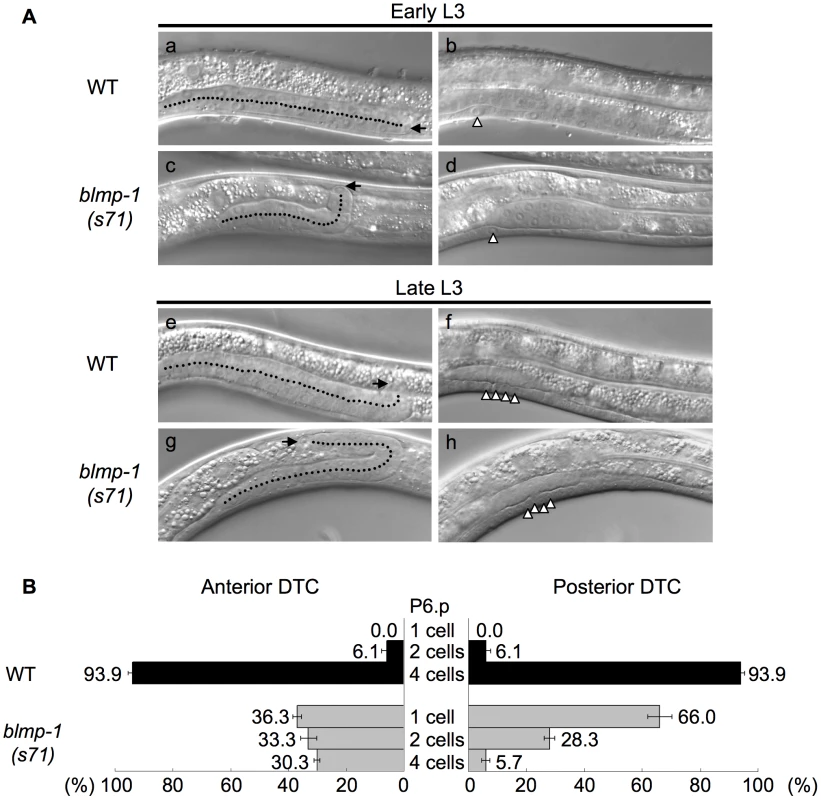 DTCs in the <i>blmp-1</i> mutant undergo a precocious dorsal turn.