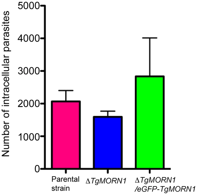 The loss of TgMORN1 has little effect in invasion.