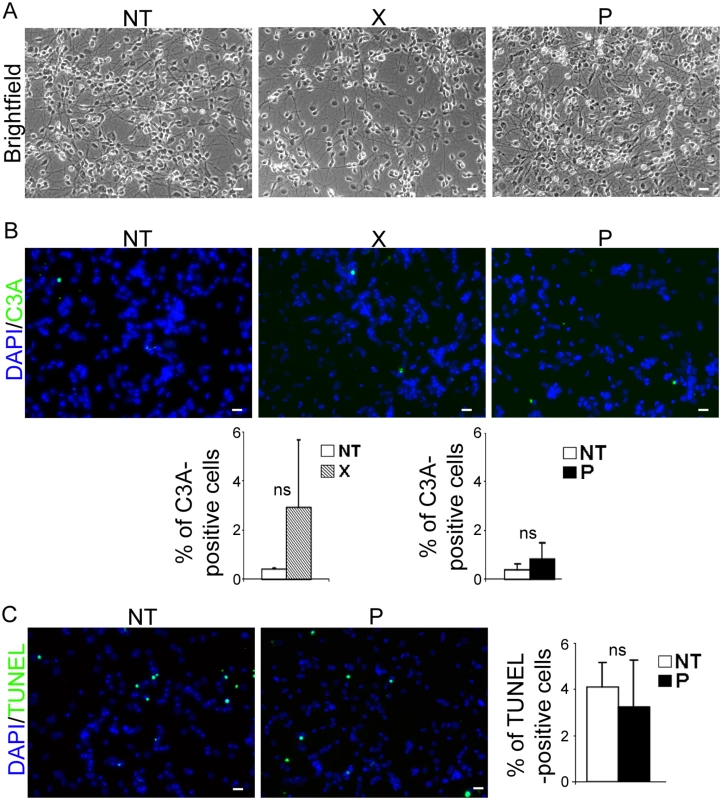 <i>bdv-p</i> expression does not induce cellular death in differentiated hNPCs.