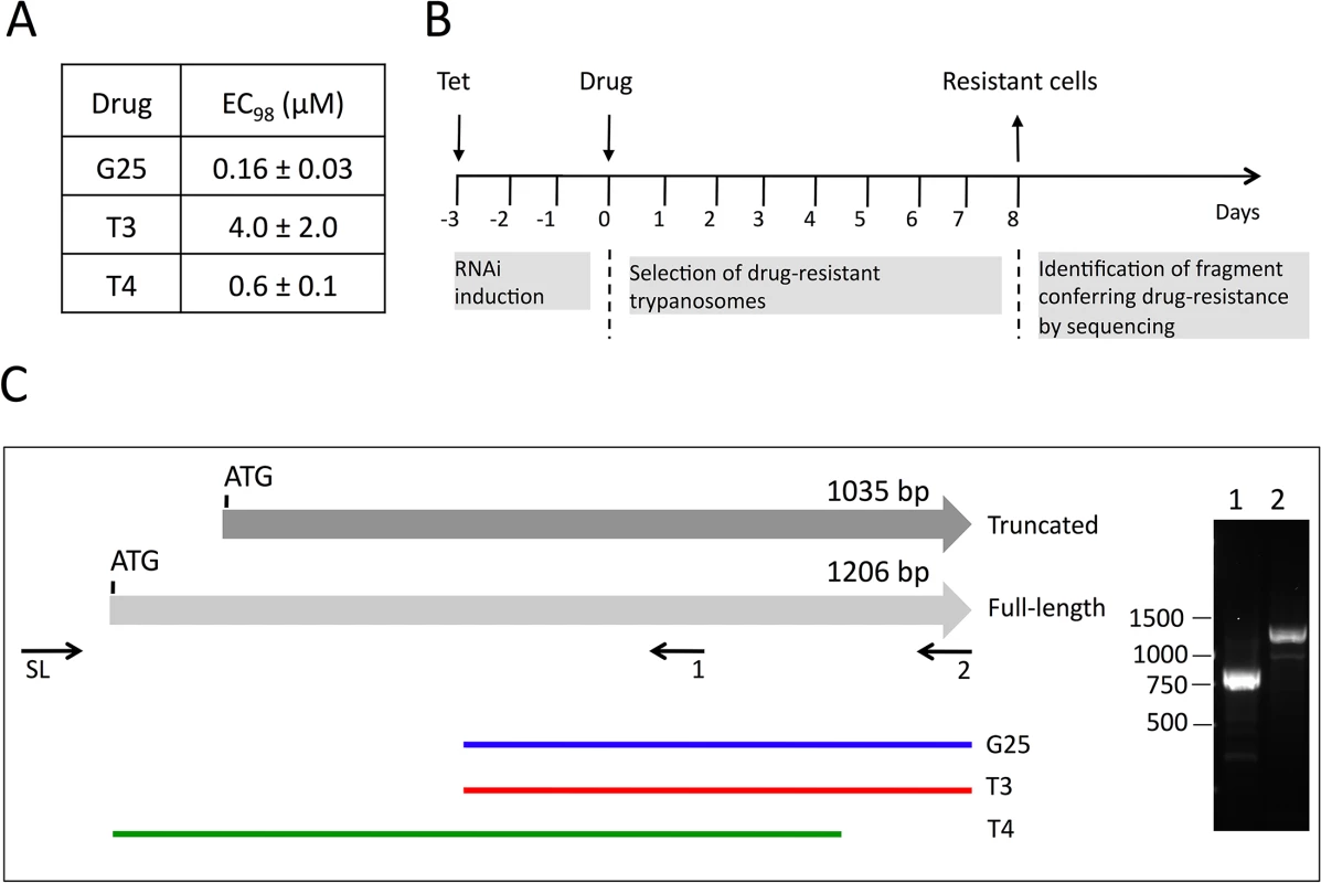 Screening of RNAi library and identification of TbMCP14.