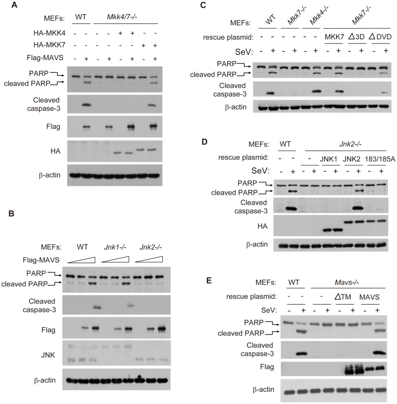 MAVS-MKK7-JNK2 represents a novel apoptotic signaling cascade.