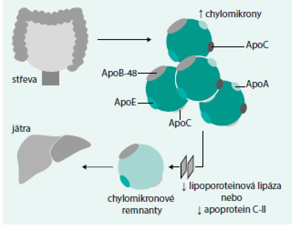 Mechanizmus vzniku HLP typ I