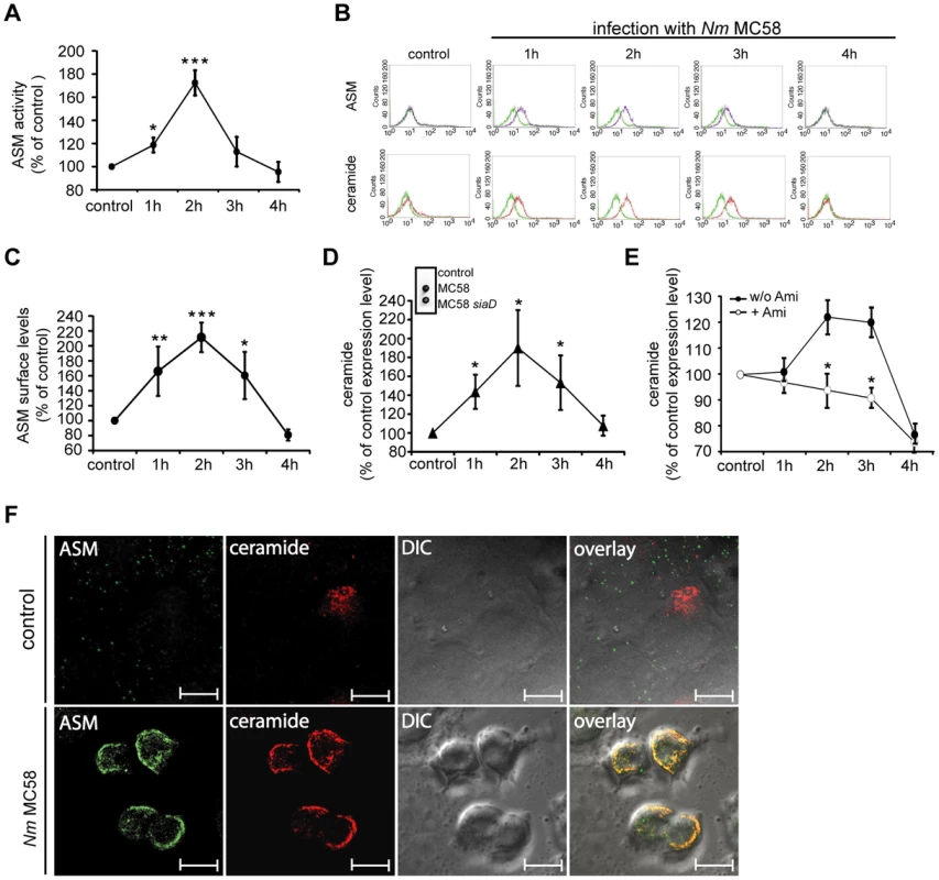 <i>N. meningitidis</i> infection activates ASM and causes membrane ceramide accumulation on HBMEC.