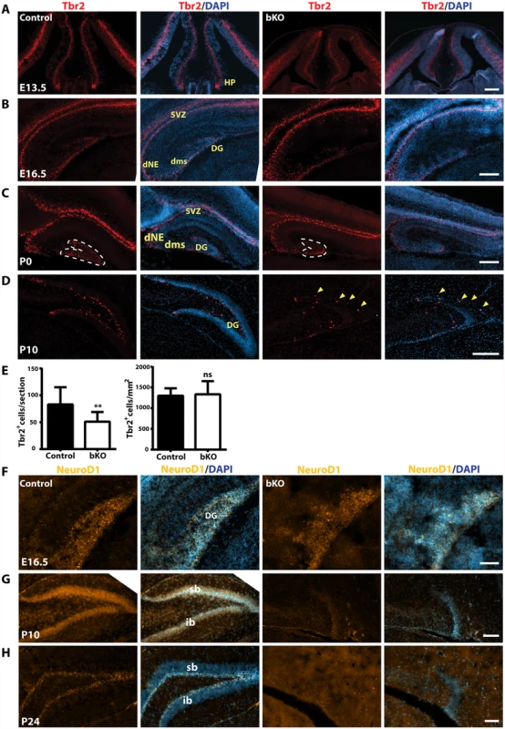 Defective Tbr2<sup>+</sup> and NeuroD1<sup>+</sup> neuronal precursors in the mutant hippocampus.