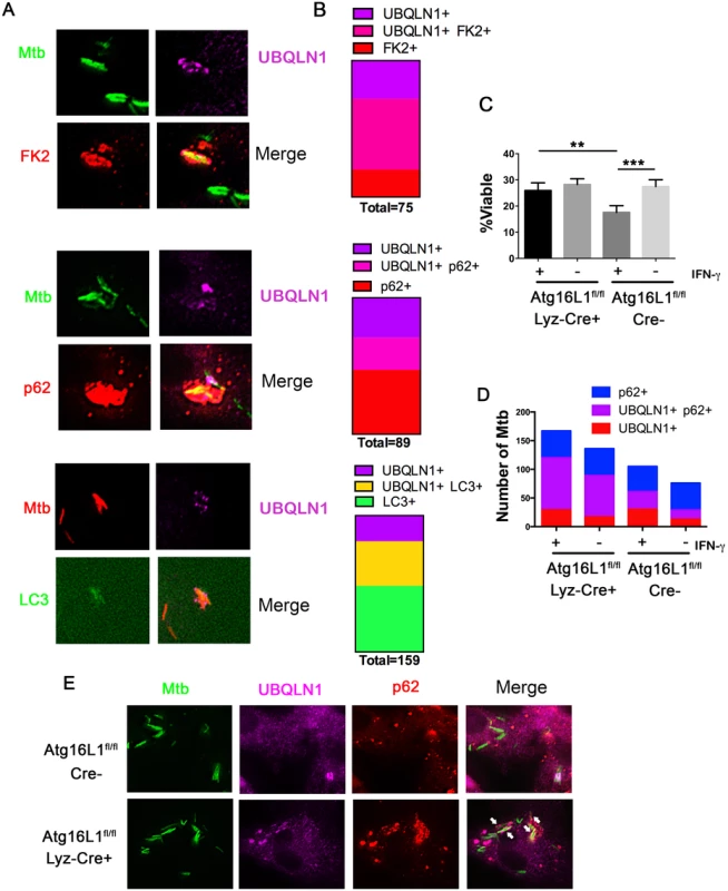 UBQLN1 co-localizes with Mtb that are cleared through autophagy.