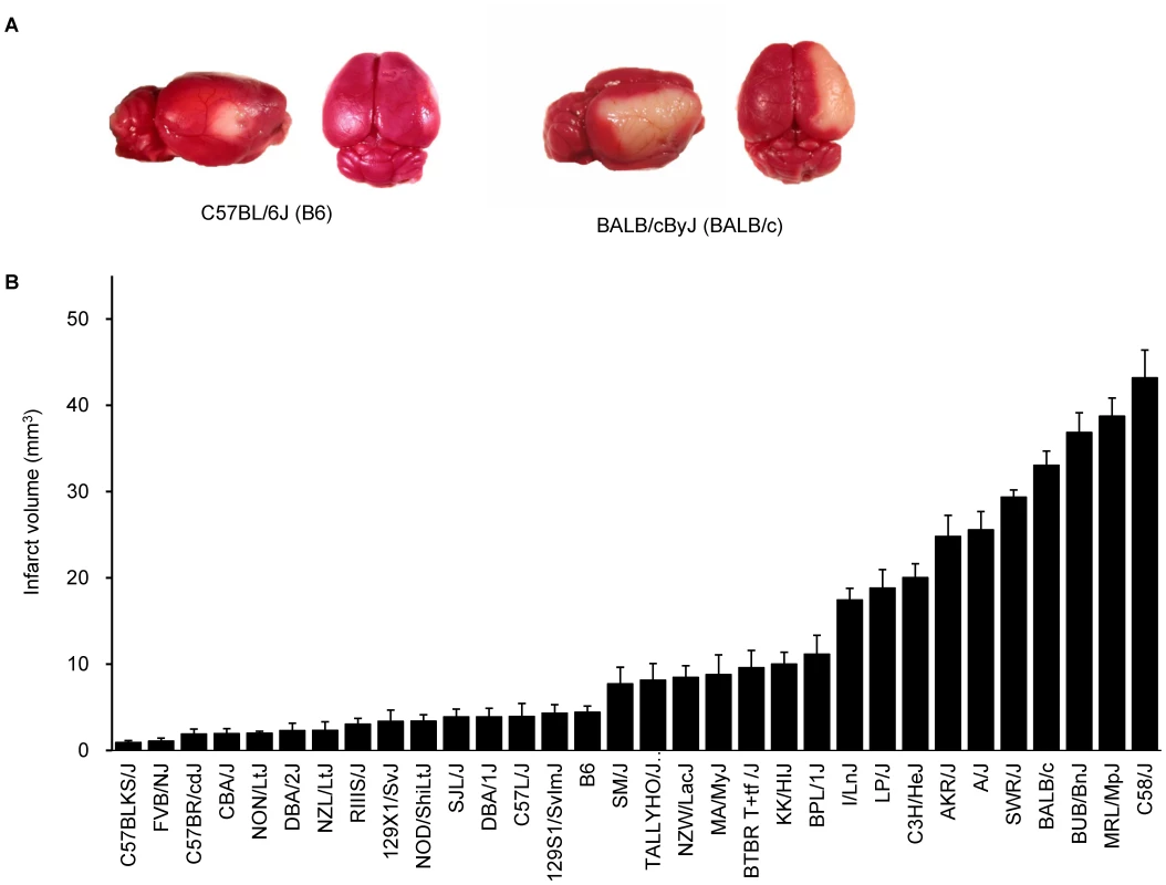 Wide phenotypic variation in infarct volume in 32 inbred mouse strains.