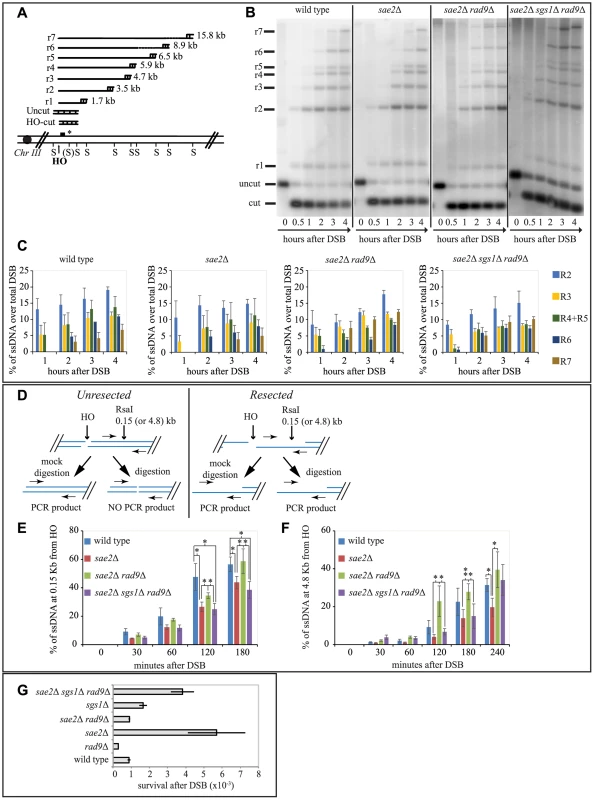 Rad9 limits an Sgs1- and Sae2- dependent initial step of DSB resection.