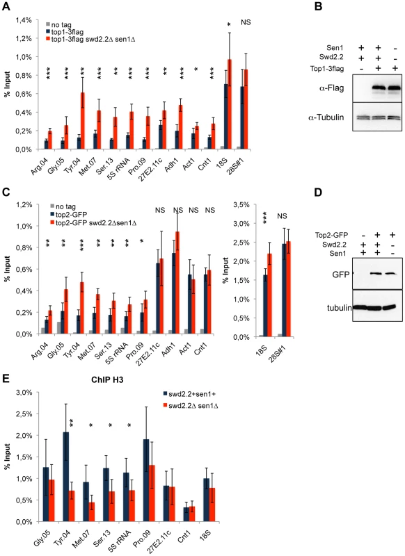 Lack of Swd2.2 and Sen1 results in local topological stress at Pol III-transcribed genes.