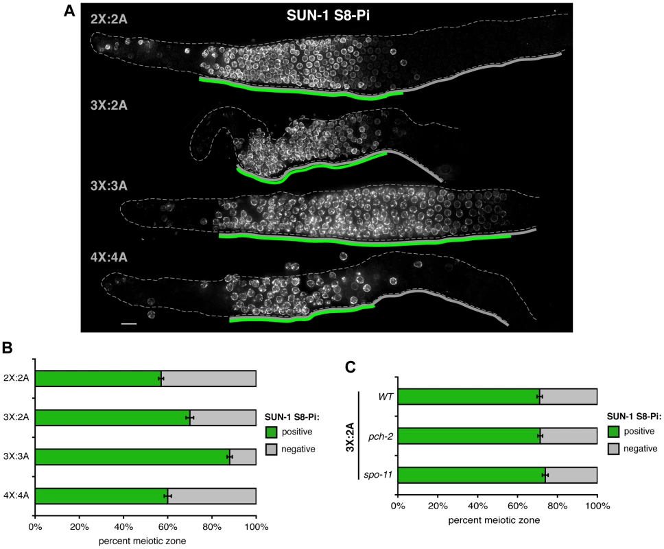 Impact of trisomy and polyploidy on meiotic prophase progression.