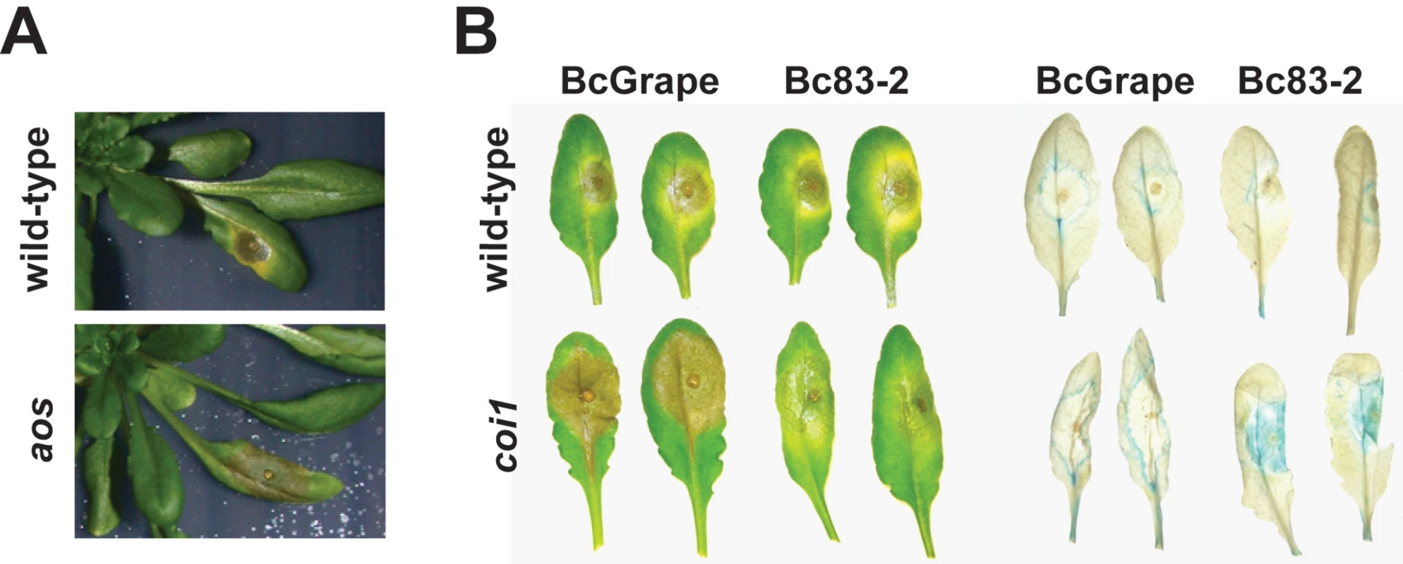 <i>A. thaliana</i> leaves showing necrotic lesions formed by <i>B. cinerea</i> infection at 72hpi.