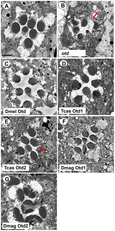 <i>In vivo</i> rescue of rhabdomere phenotype of <i>Drosophila orthodenticle</i> mutant background.