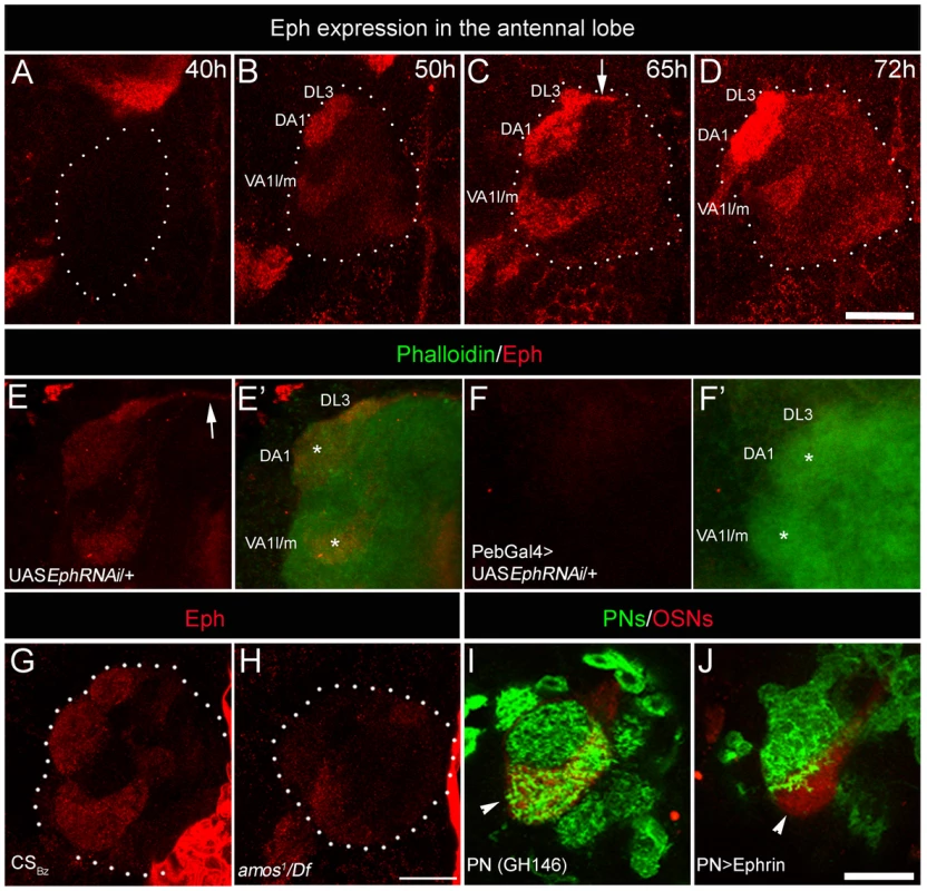 Sensory neurons differentially express Eph, which is capable of initiating repulsive interaction with Ephrin.