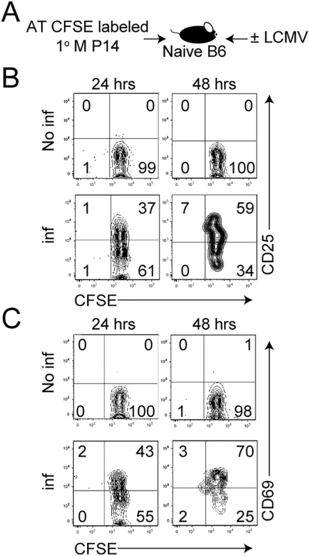 1° M CD8 T cells are not recruited simultaneously after infection.
