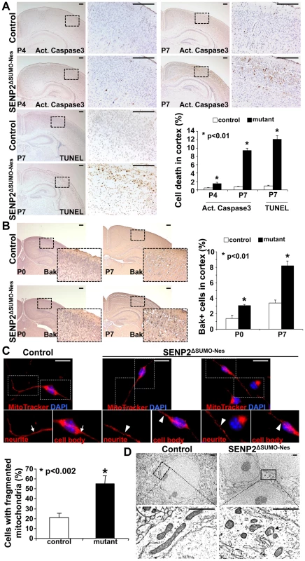 Neuronal cell death caused by the loss of SENP2 is associated with dysregulation of mitochondrial dynamics.
