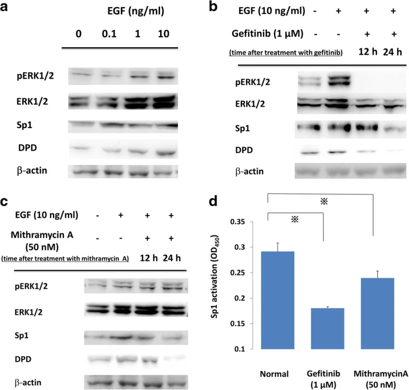 a PC9 cells were incubated with various concentrations of EGF, and whole cell lysates were extracted and were examined by immunoblot analysis. b, c. Effects of gefitinib and mithramycin A on ERK, Sp1, and DPD in immunoblot analysis. PC9 cells were pretreated with gefitinib (1 μM) or mithramycin A (50 nM) before administration of 10 ng/ml EGF. After treatment, whole cell lysates were extracted and examined by western blotting.
Results are representative of two independent experiments. d PC9 cells were stimulated with inhibitors, and nuclear extracts were prepared to detect the Sp1/DNA interaction by a Trans AM Sp1 kit. The experiment was performed in triplicate. *, <i>p</i>-value < 0.05