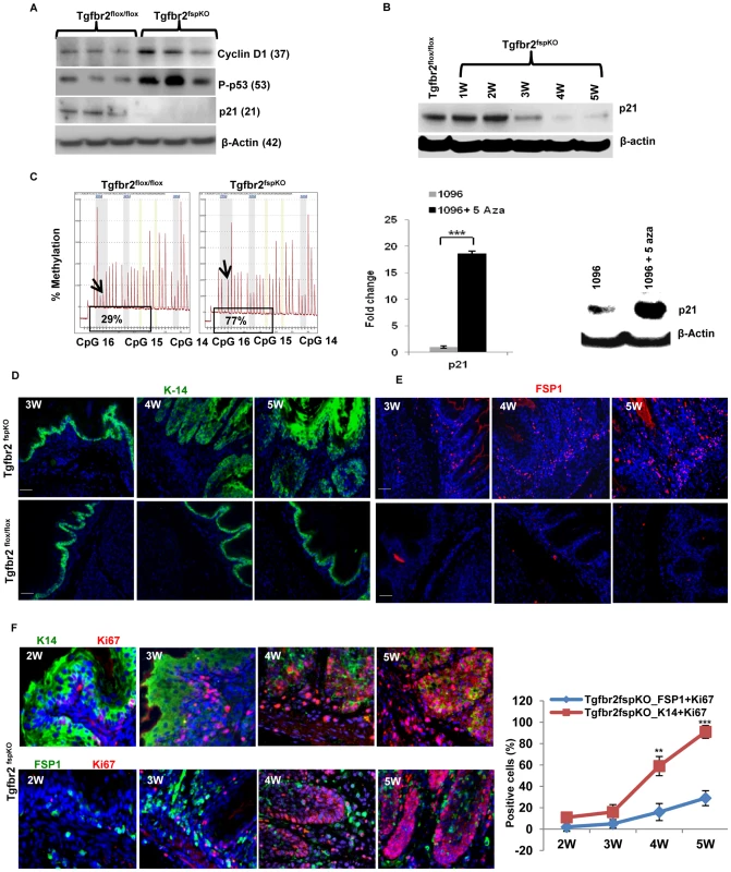 Methylation of <i>p21</i> promoter, cell cycle alterations, proliferation, and SCC development.