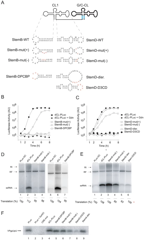 Elements within StemB or StemD required for RNA replication.