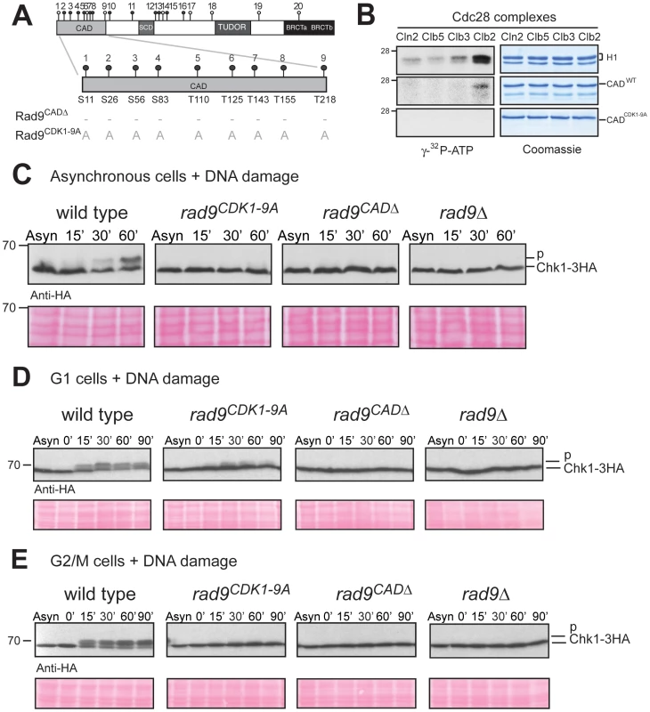 N-terminal CDK consensus sites are phosphorylated by Cdc28/Clb2 and are required for activation of Chk1 <i>in vivo</i>.