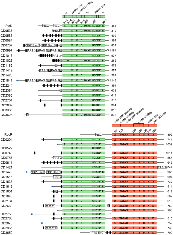 Domain composition and organization of the 37 putative c-di-GMP–signalling proteins encoded by <i>C. difficile</i> 630.