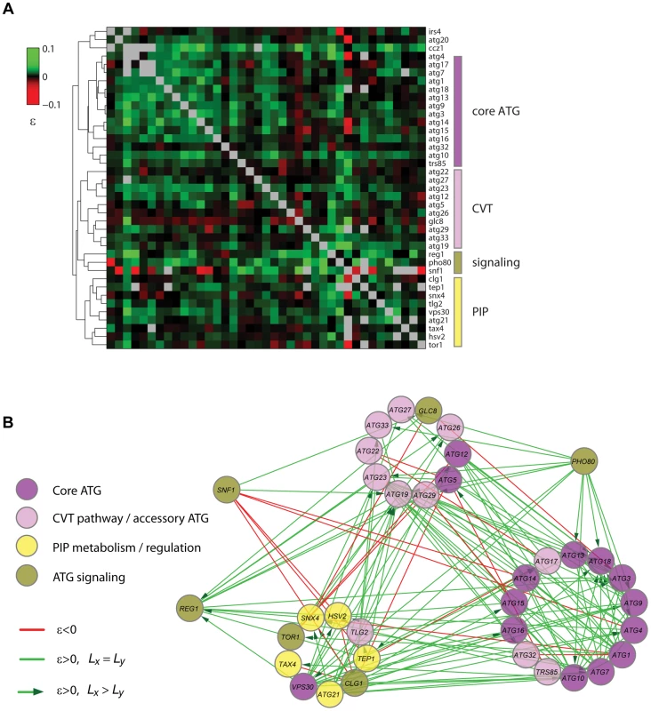 Quantitative lifespan-epistasis analysis reveals functional associations within and between pathways underlying CLS.