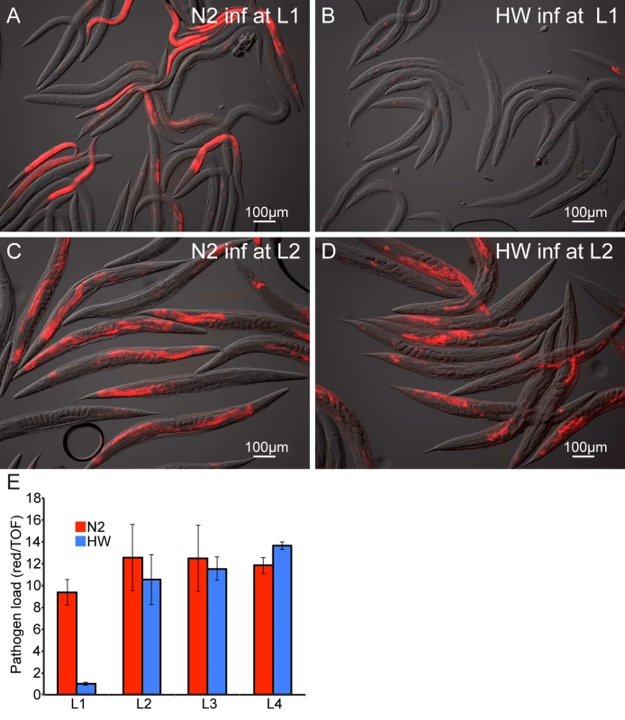 Age-dependent variation in resistance to <i>N. parisii</i> infection.