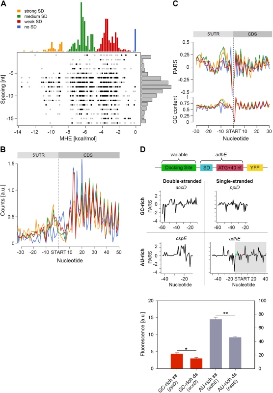 Stronger SD sequence has a higher propensity to form secondary structure which does not correlate with the translation efficiency.