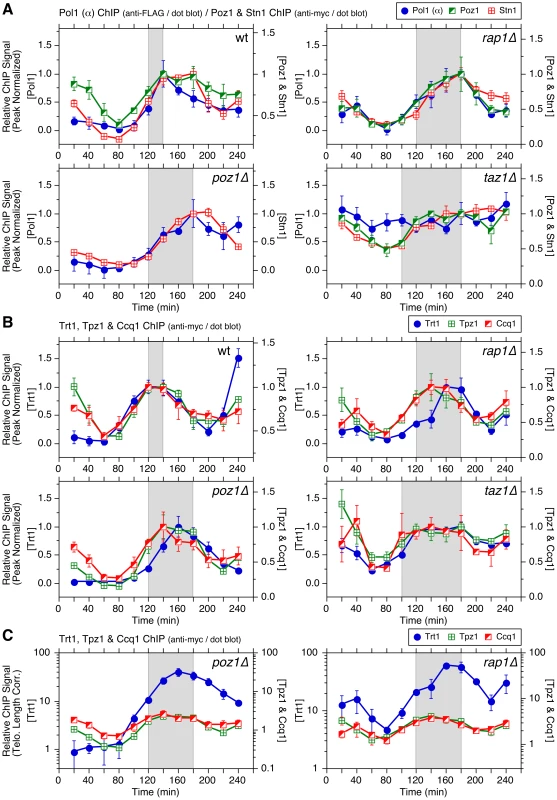 Comparison of cell cycle ChIP data for Trt1<sup>TERT</sup>, DNA polymerases, Poz1/Stn1, and Ccq1/Tpz1.