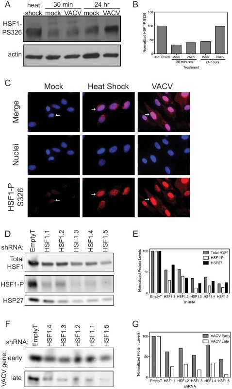 HSF1 is activated during VACV infection.