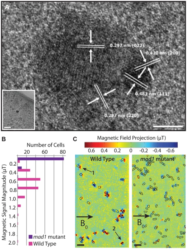 <i>mad1</i> mutants produce paramagnetic, multi-domain magnetite crystals.