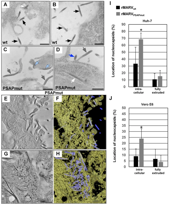 rMARV<sub>PSAPmut</sub>-infected cells contain more nucleocapsids in the cytoplasm and at early steps of budding than rMARV<sub>wt</sub>-infected cells.