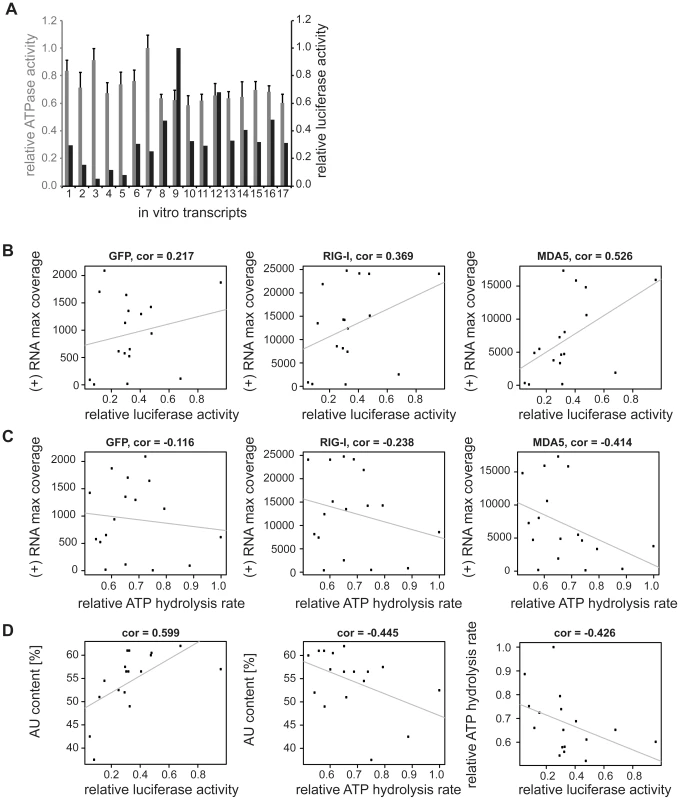 Analysis of <i>in vitro</i> transcribed RNA of the measles virus genome.