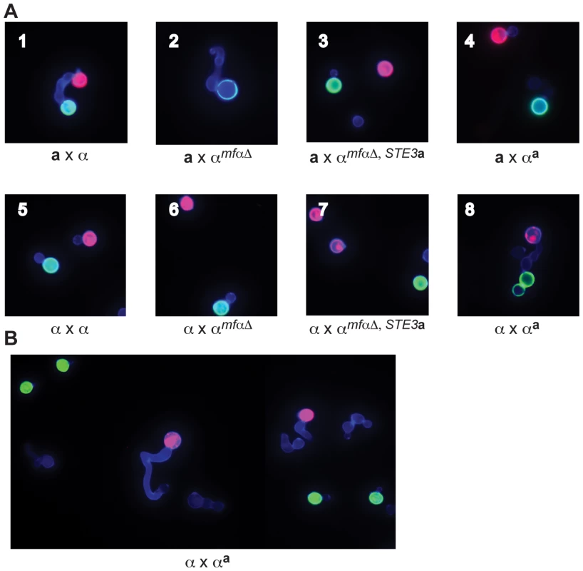 α<sup>a</sup> strains fuse with wild-type α cells.