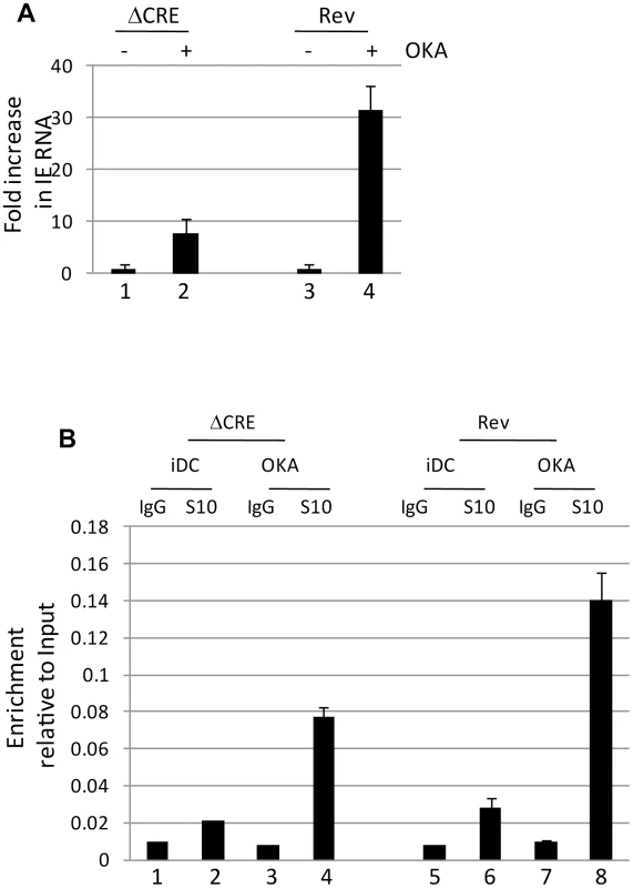 Okadaic acid promotes histone phosphorylation at the MIEP and partially rescuing the CRE deletion virus.