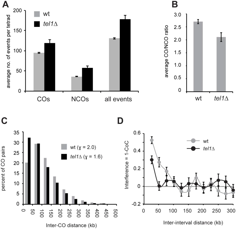 Absence of Tel1 alters the outcome of recombination.