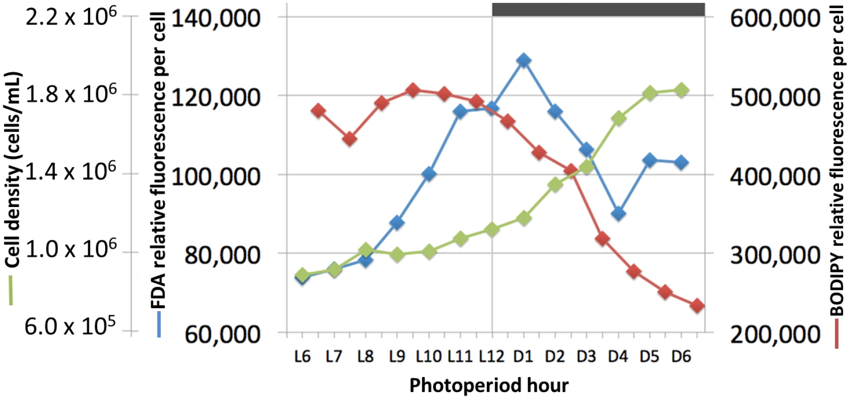 Cell growth, lipid synthesis and lipase activity in a <i>Chrysochromulina tobin</i> culture maintained on a 12 hr light: 12 hr dark photoperiod.