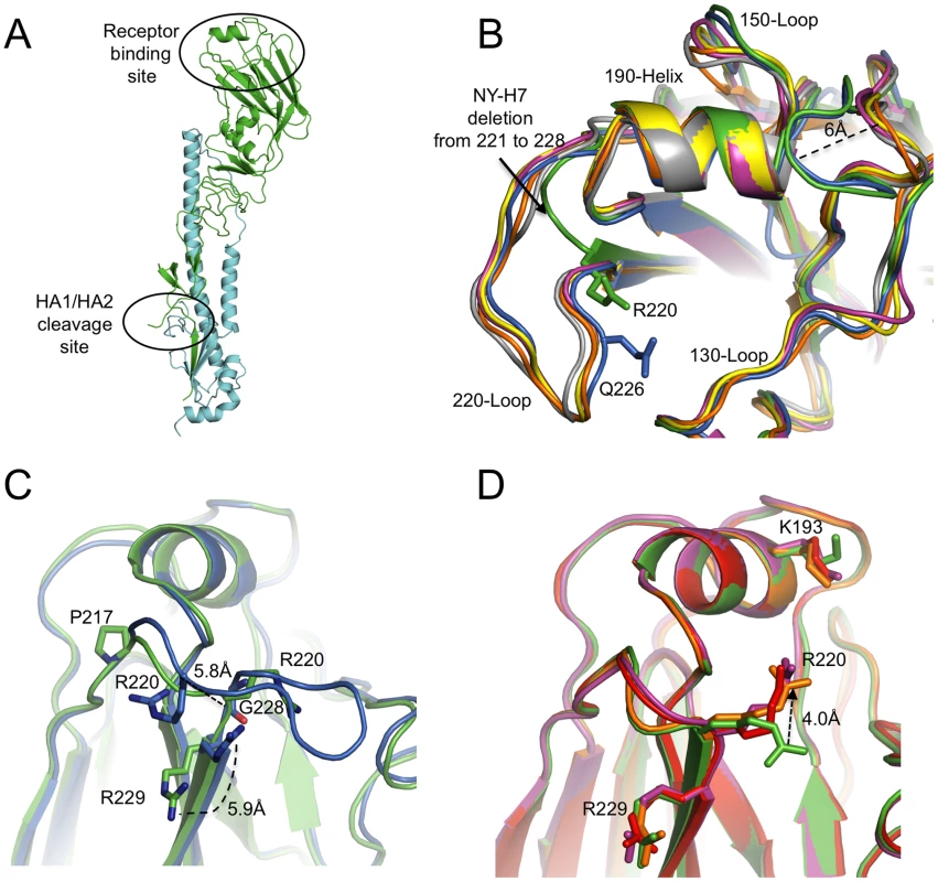NY107 HA monomer and comparison of its RBS to other HA structures.