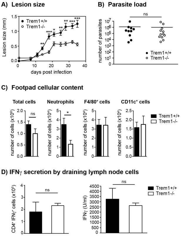 <i>Trem1<sup>−/−</sup></i> mice develop smaller inflammatory lesions and show decreased cellular infiltrates at <i>L. major</i> infection sites.