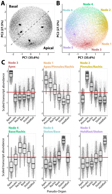Intracellular accumulation of transcripts in a giant, single-celled organism.