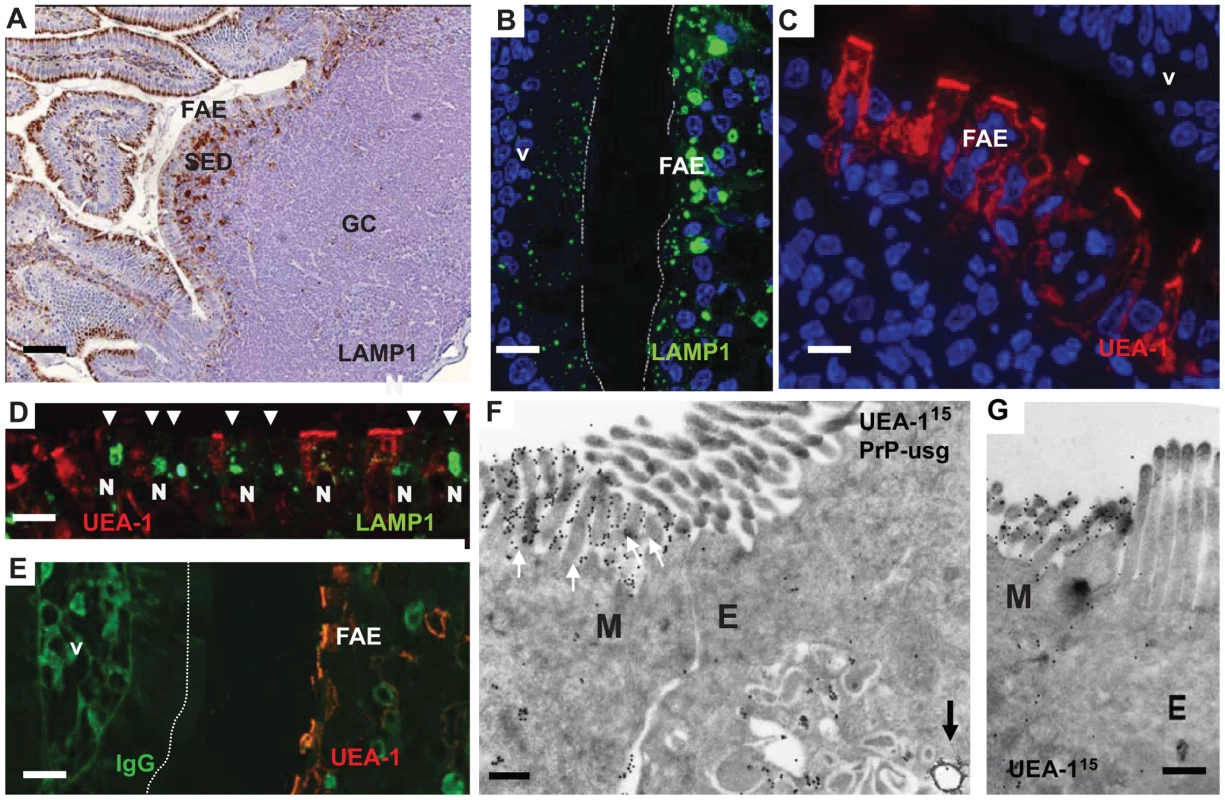 Follicle-associated epithelium (FAE) harbours enterocytes that have large apical late endosomal compartments and M cells.
