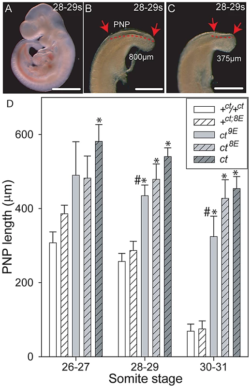 Variation in mean PNP length of embryos of the <i>curly tail</i> sub-strains.