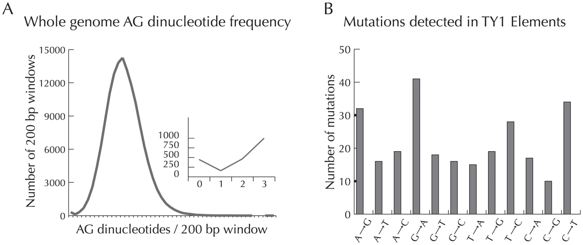 Biased mutation in <i>P. marneffei</i>.